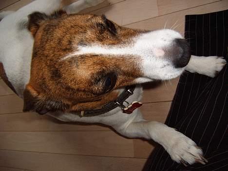 Dansk svensk gaardhund Sitta † ´09 billede 3