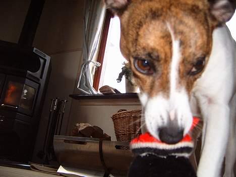 Dansk svensk gaardhund Sitta † ´09 billede 4