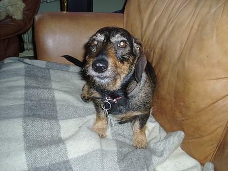 Gravhund Puk - "Kan du ikke bare kæle med mig og så glemme det kamera?!?" billede 11