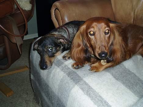 Gravhund Puk - "Vi kan altså ikke lide at få taget billeder..." billede 13