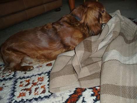 Dværggravhund Pingo R.I.P. - Når Pingo ikke får sin vilje, går det tit ud over tæpperne! Bare vent til mor ser dig, Pingo... billede 9