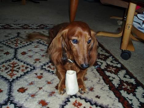 Dværggravhund Pingo R.I.P. - "Må jeg ikke nok bare ligge i fred med mit ben?!" billede 10