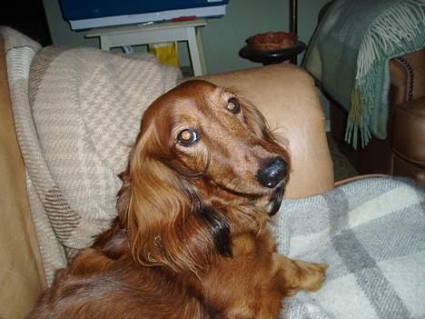 Dværggravhund Pingo R.I.P. - "Vil du ikke nok lade være med at tage flere dumme billeder...?!?" billede 11