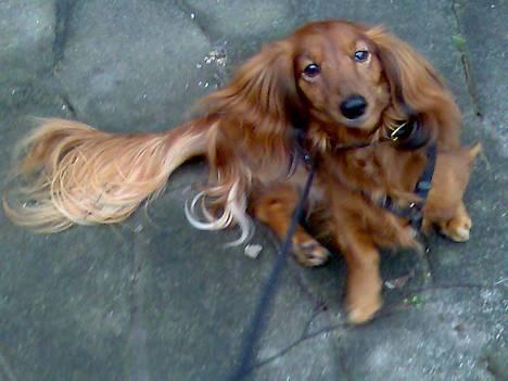 Dværggravhund Pingo R.I.P. - Pingo får altid en forfærdelig kløe af selen; han er derfor ikke helt vild med at have den på. billede 12