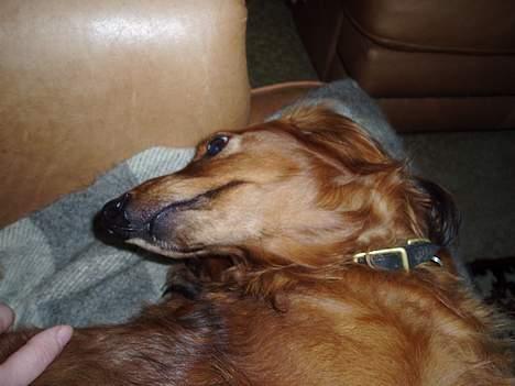 Dværggravhund Pingo R.I.P. - "Åh ja, det var lige dér, det kløede!" billede 13