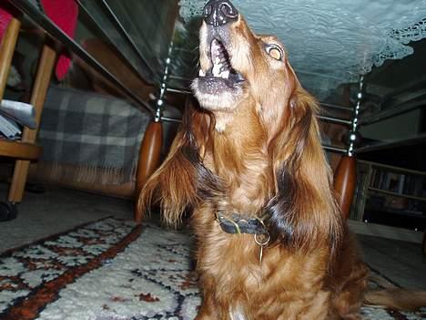 Dværggravhund Pingo R.I.P. - Pingo gør for et godt ord! billede 14