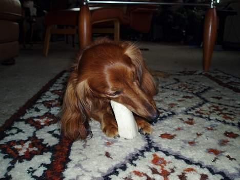 Dværggravhund Pingo R.I.P. - Dejligt ben! billede 15