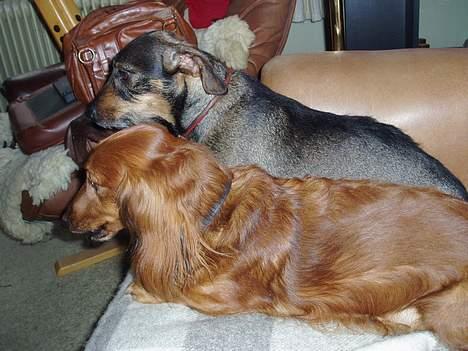 Dværggravhund Pingo R.I.P. - Pingo tæt op ad sin elskede Puk! "Æv, ikke flere billeder!!" billede 16