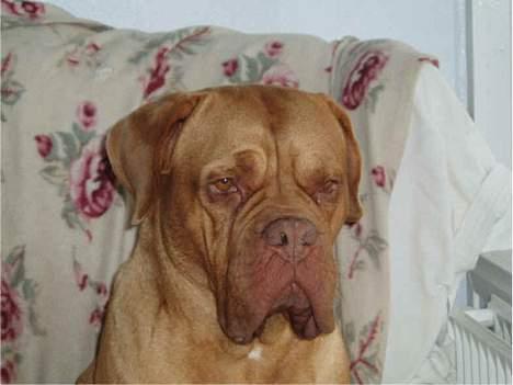 Dogue de bordeaux Násly R.I.P - jeg kan da godt se ud som om jeg har det såååååå hårdt !!! billede 7