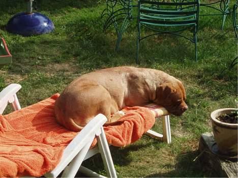 Dogue de bordeaux Násly R.I.P - Man skal ikke forlade solvognen, så snupper Násly den fluks... billede 8