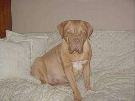 Dogue de bordeaux Násly R.I.P - Er MEGET træt af at være gravid billede 9