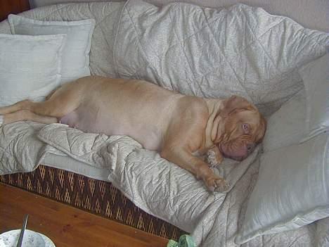 Dogue de bordeaux Násly R.I.P - Kommer de da aldrig, de hvalpe.... ? billede 10