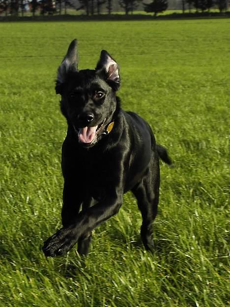 Labrador retriever Nicki - På marken .. billede 9