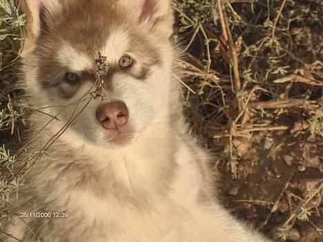 Alaskan malamute eagleeyed love over gold - Illja 10 uger billede 7