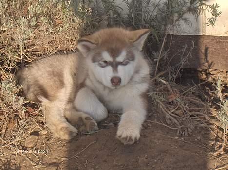 Alaskan malamute eagleeyed love over gold - illja 10 uger hygger i solen billede 8