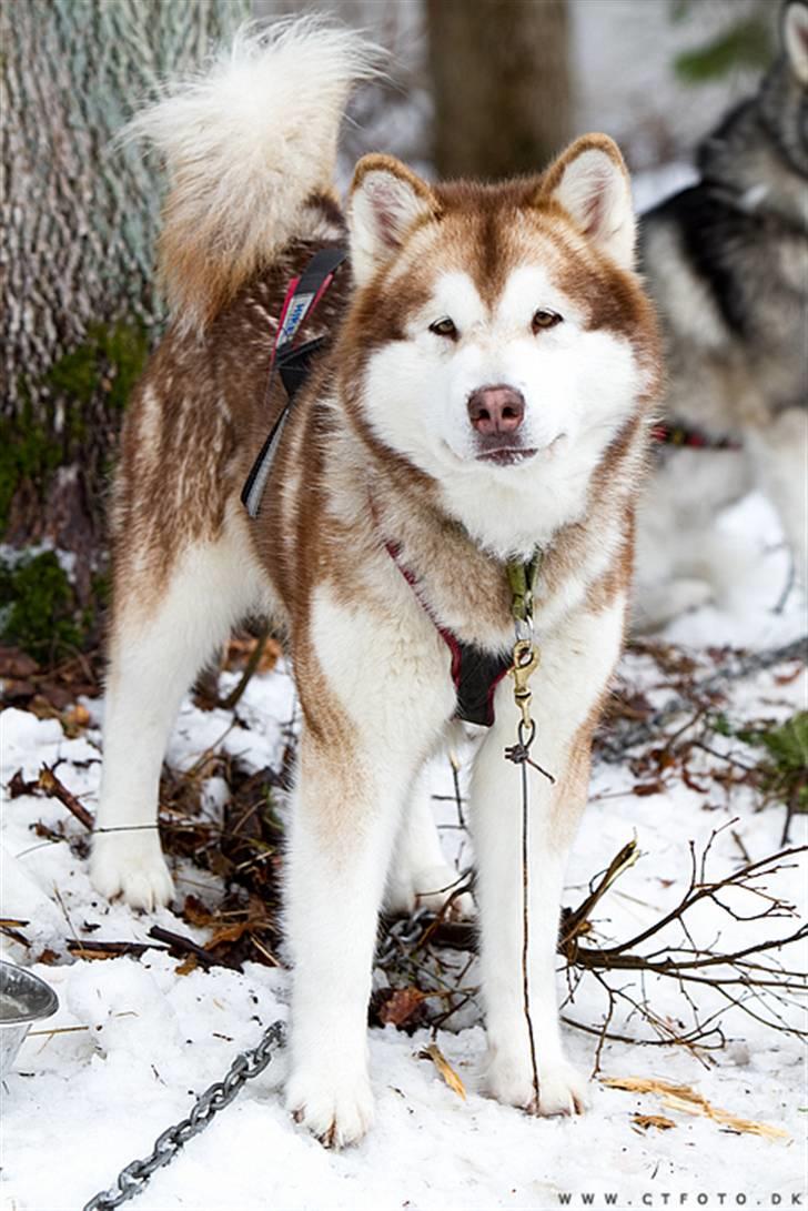Alaskan malamute eagleeyed love over gold - 3 år billede 9