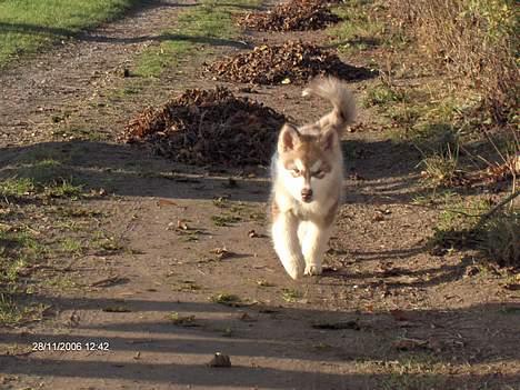 Alaskan malamute eagleeyed love over gold - illja på vej på eventyr billede 10