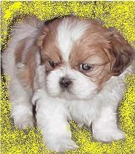 Shih tzu Georg - Georg som helt lille hvalp, kun 4 uger gammel...  billede 12