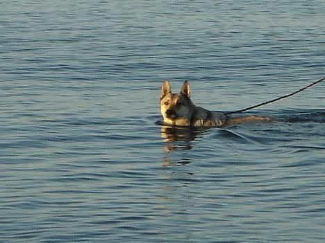 Tjekkoslovakisk ulvehund Dolly - Hurtig Færgen Dolly billede 1