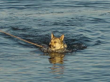 Tjekkoslovakisk ulvehund Dolly billede 2