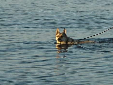 Tjekkoslovakisk ulvehund Dolly billede 3