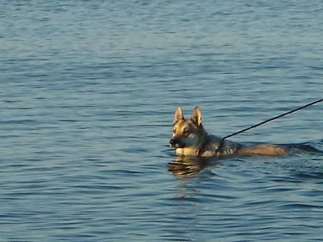 Tjekkoslovakisk ulvehund Dolly billede 4