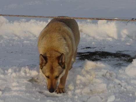 Tjekkoslovakisk ulvehund Dolly billede 5