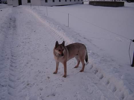 Tjekkoslovakisk ulvehund Dolly billede 6
