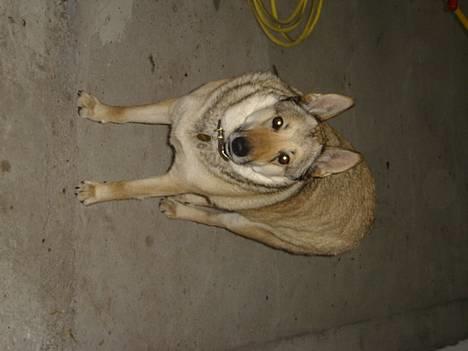 Tjekkoslovakisk ulvehund Dolly billede 7