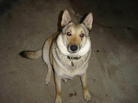 Tjekkoslovakisk ulvehund Dolly billede 8