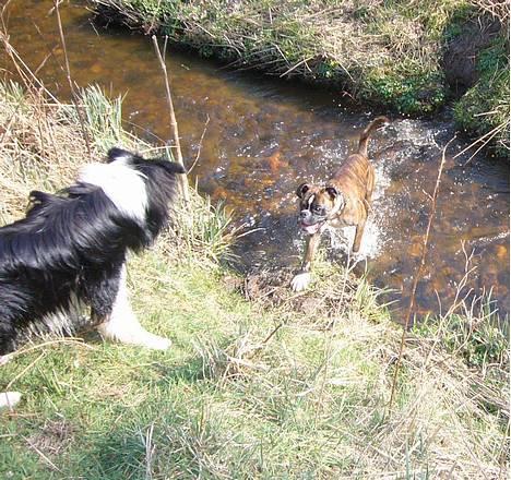 Boxer Gizmo - Altid en god leg sammen med Diesel billede 14