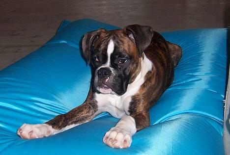 Boxer Gizmo - MIN nye sækkestol...  billede 15