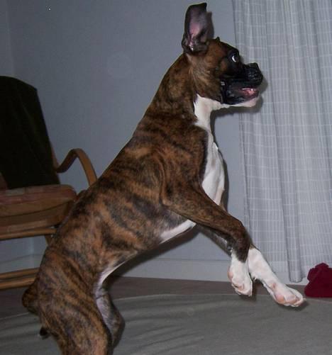 Boxer Gizmo - Jump billede 16