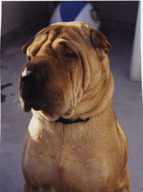 Shar pei Woody billede 7