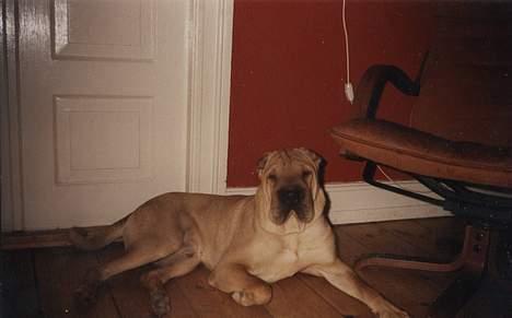 Shar pei Woody billede 8