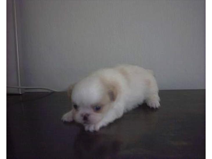 {{currentPhoto.altText}} billede {{currentPhoto.number}}