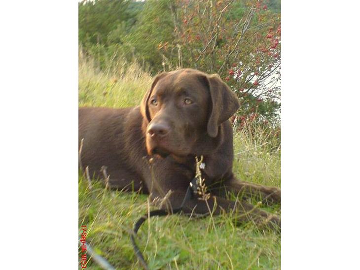 Labrador retriever Mads *død* - mads på fisketur billede 1