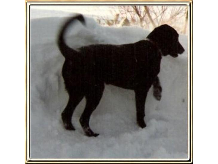 Blanding af racer Tenna *R.I.P* billede 1