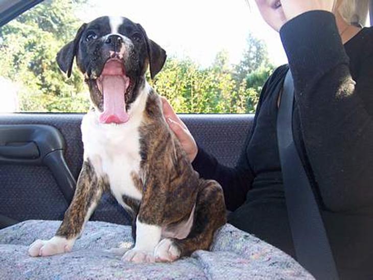 Boxer Gizmo - Da vi lige var kommet hjem med ham... dejligt GAB billede 1
