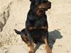 Rottweiler Marco´s Rico [ Himmelhund]