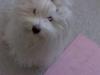 Coton de tulear Maggie