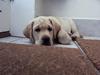 Labrador retriever simba (el conquestador)