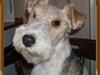 Ruhåret foxterrier Ronja.