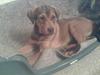 Blanding af racer Stoffer #LOST# :`( [ Himmelhund]