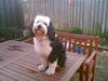Tibetansk terrier Pumpa (Død d. 01/02-07)