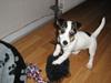 Jack russell terrier Mille