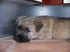 Cairn terrier Frida (r.i.p) [ Himmelhund]