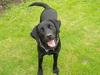 Labrador retriever (formel 1) Zenta