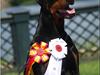 Dobermann Nord Nimrod Od Telepa (R.I.P.) [ Himmelhund]