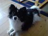 Papillon Elvis